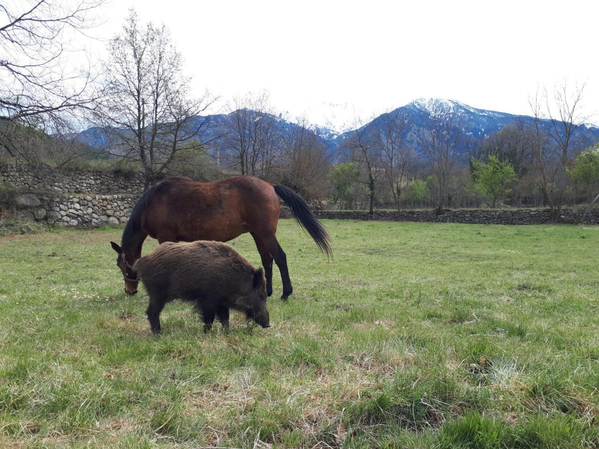 הוילה Corneilla-de-Conflent Chalet Mont Canigo מראה חיצוני תמונה
